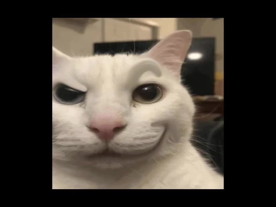 @talking with uncanny cat