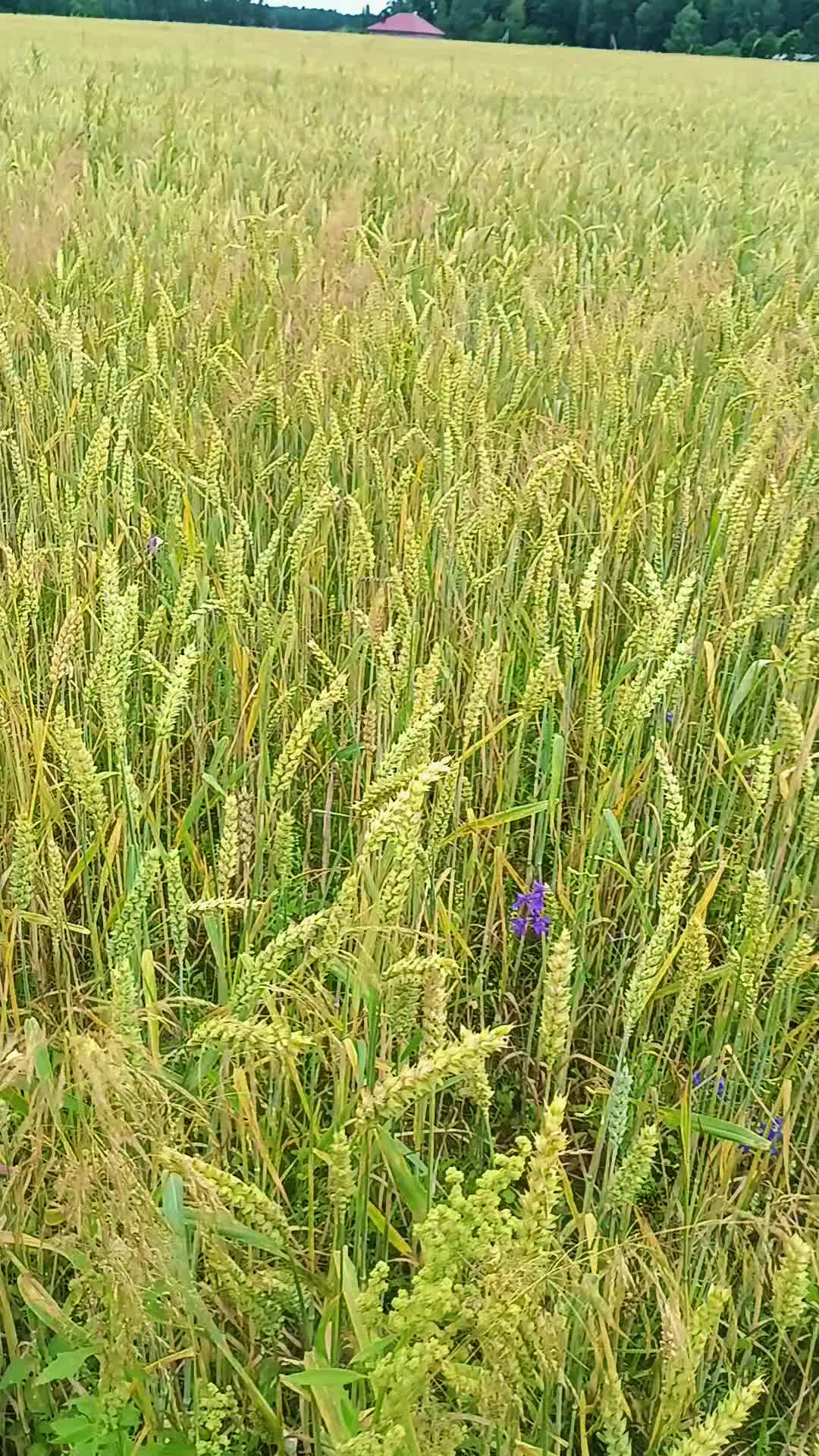 @Виктория Беркус