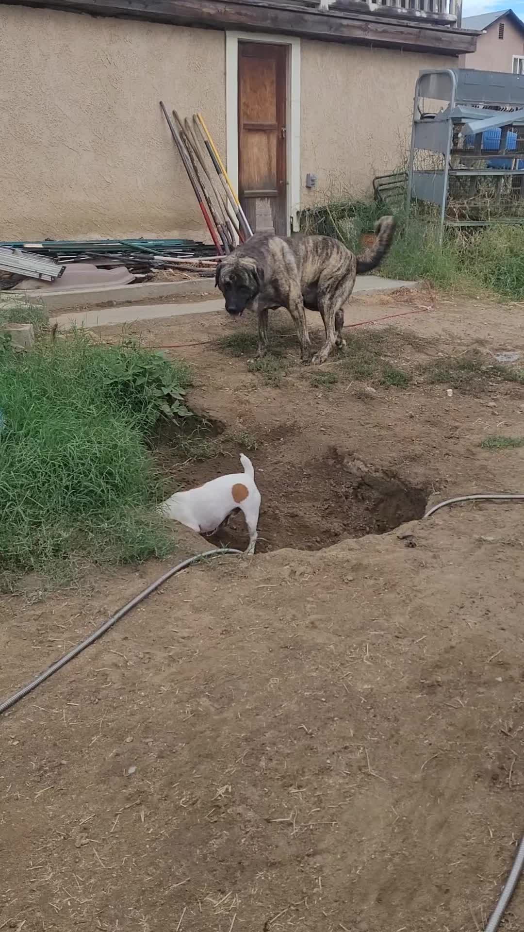 @VioletHorizonsFarm