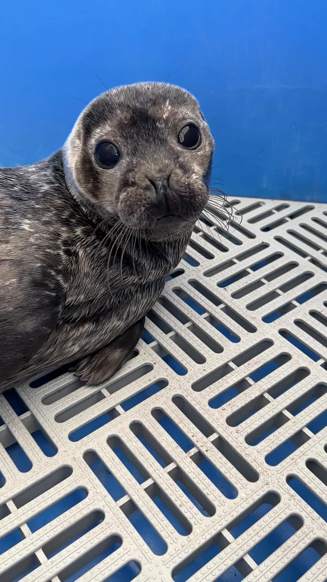 @Marine Mammal Rescue Society