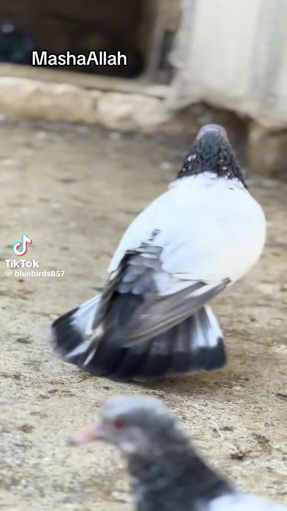 @🧨BadNam🧨