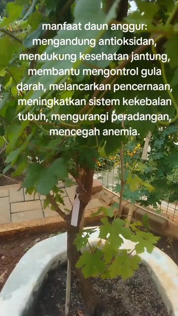 @reny glamur