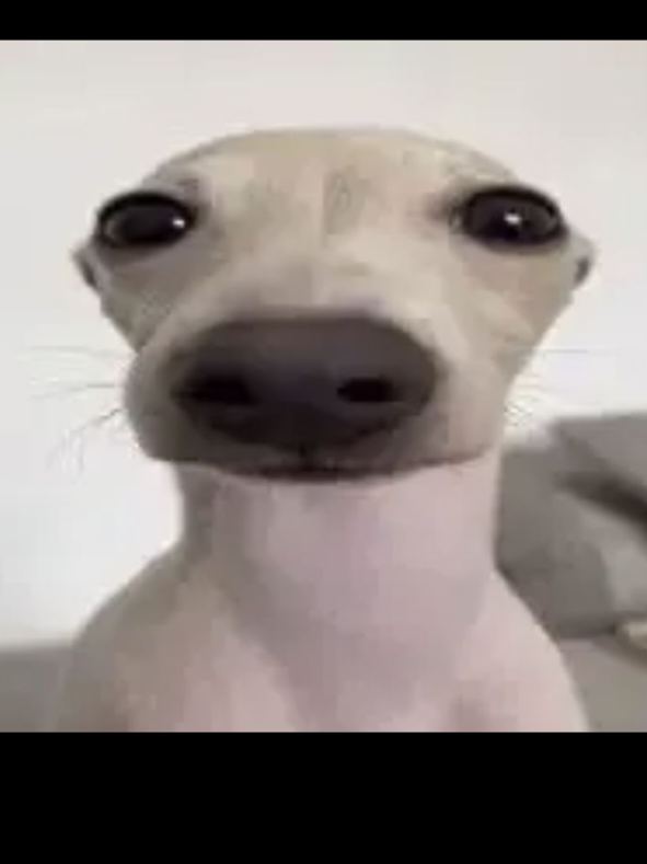 @𝐥𝐞𝐯𝐢