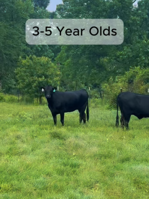 @Rutherford Land and Cattle