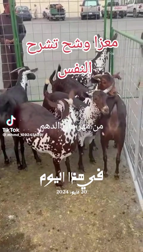@mohamed_ksa0