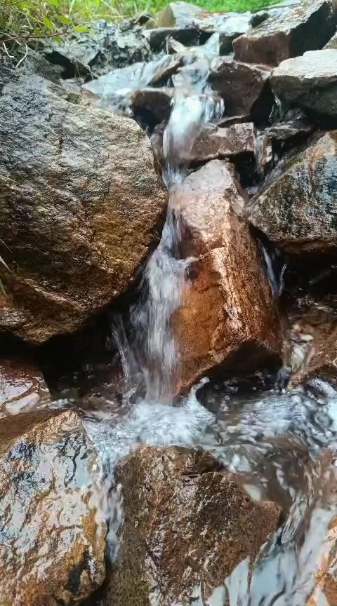 @Çay çiçeği-53