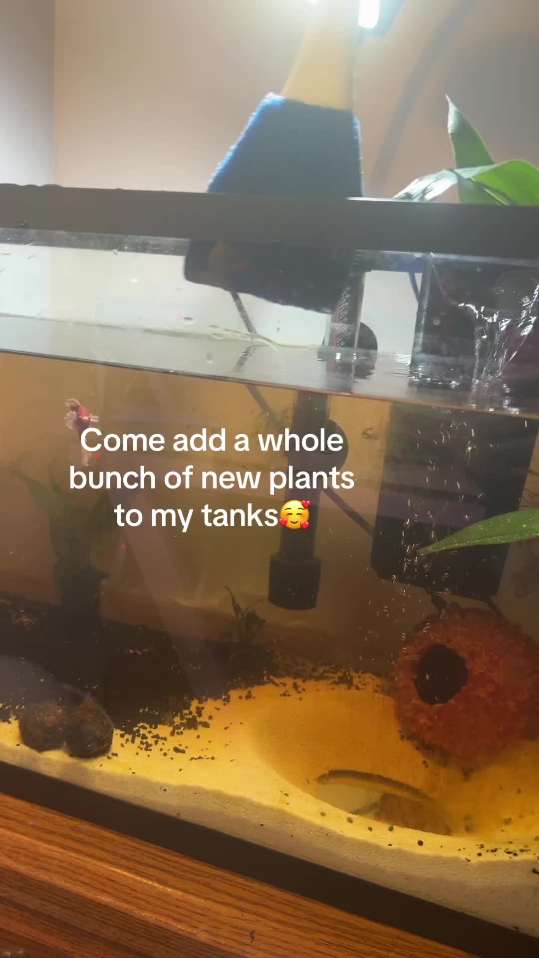 @Lil anixtey