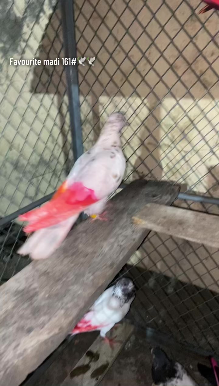 @🕊️SK🕊️✨