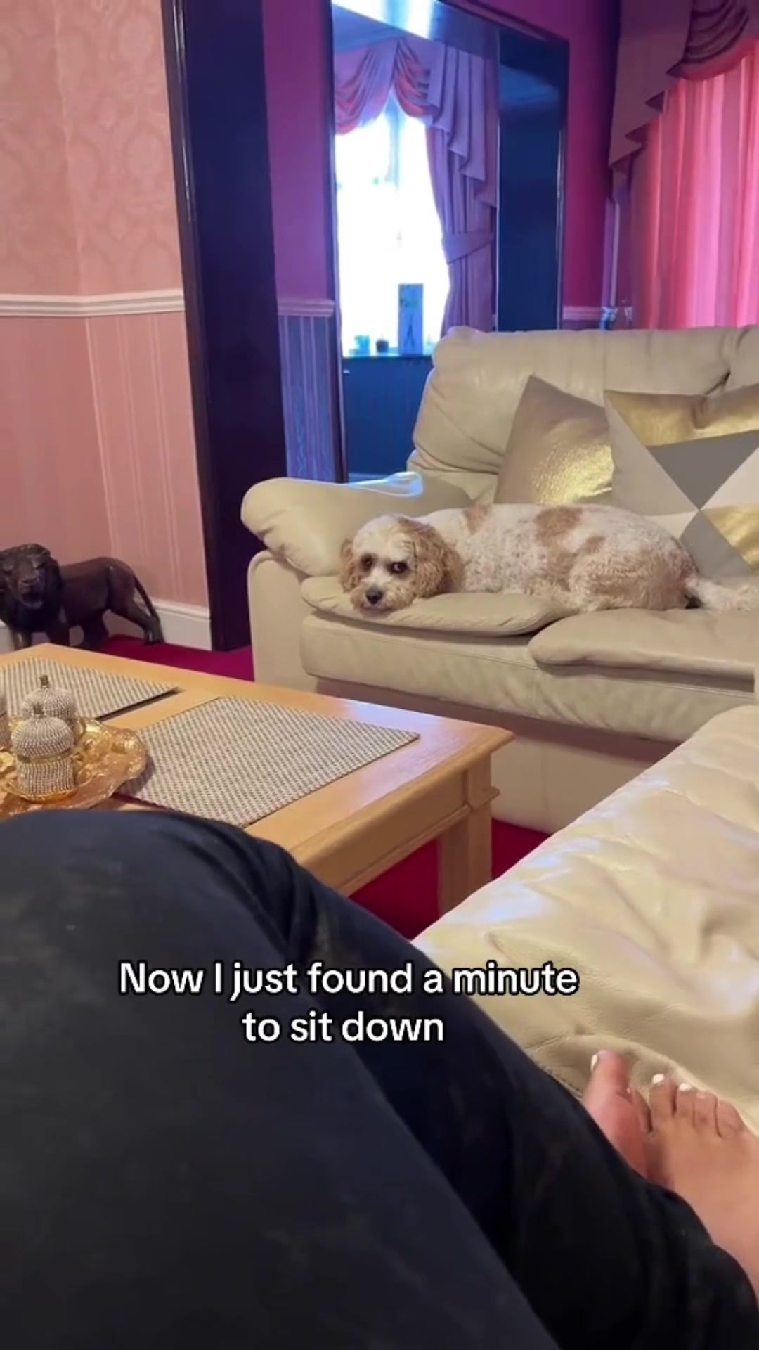 @My Cavachon