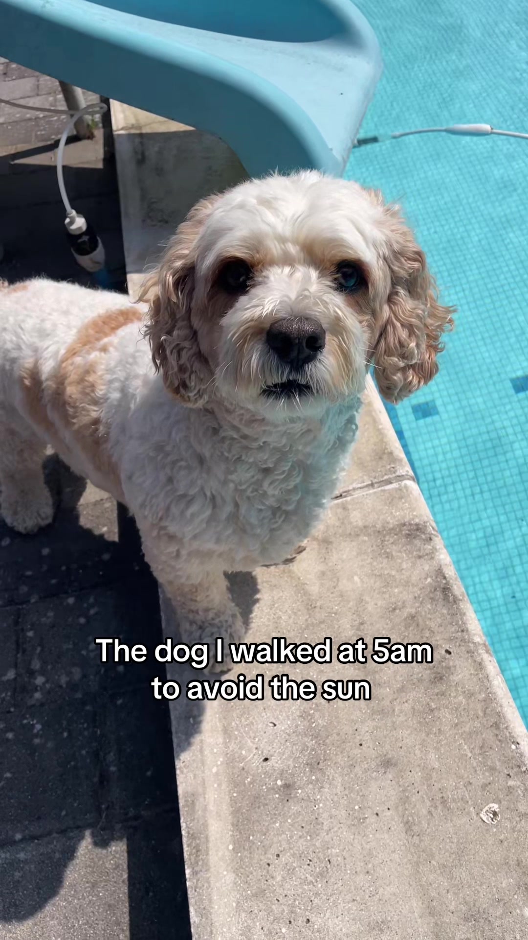 @My Cavachon