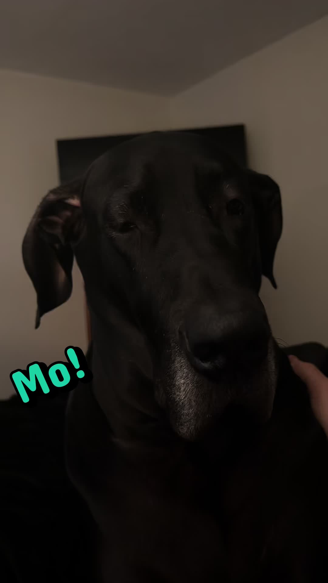 @Mo