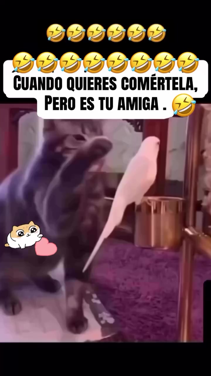 @Luan QC