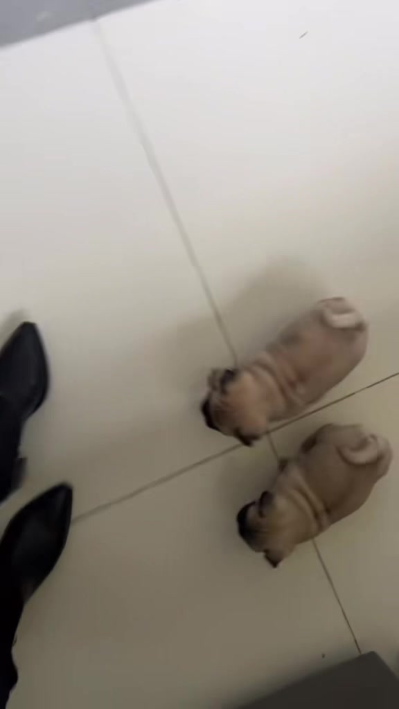 @pugSofyHarry