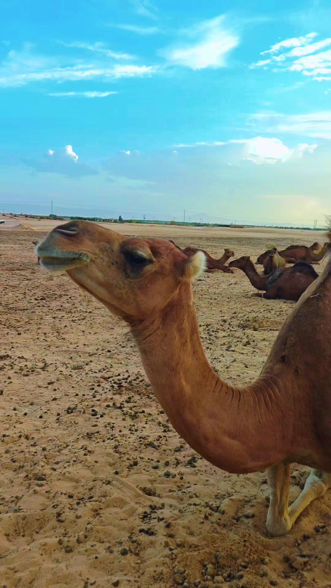 @الفلاحة في مسيلة