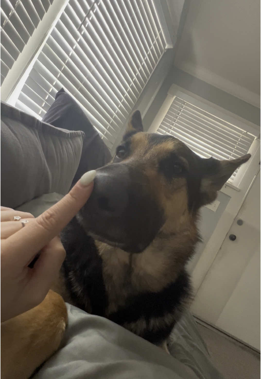 @KokaKoaTheAlaskanMalamute