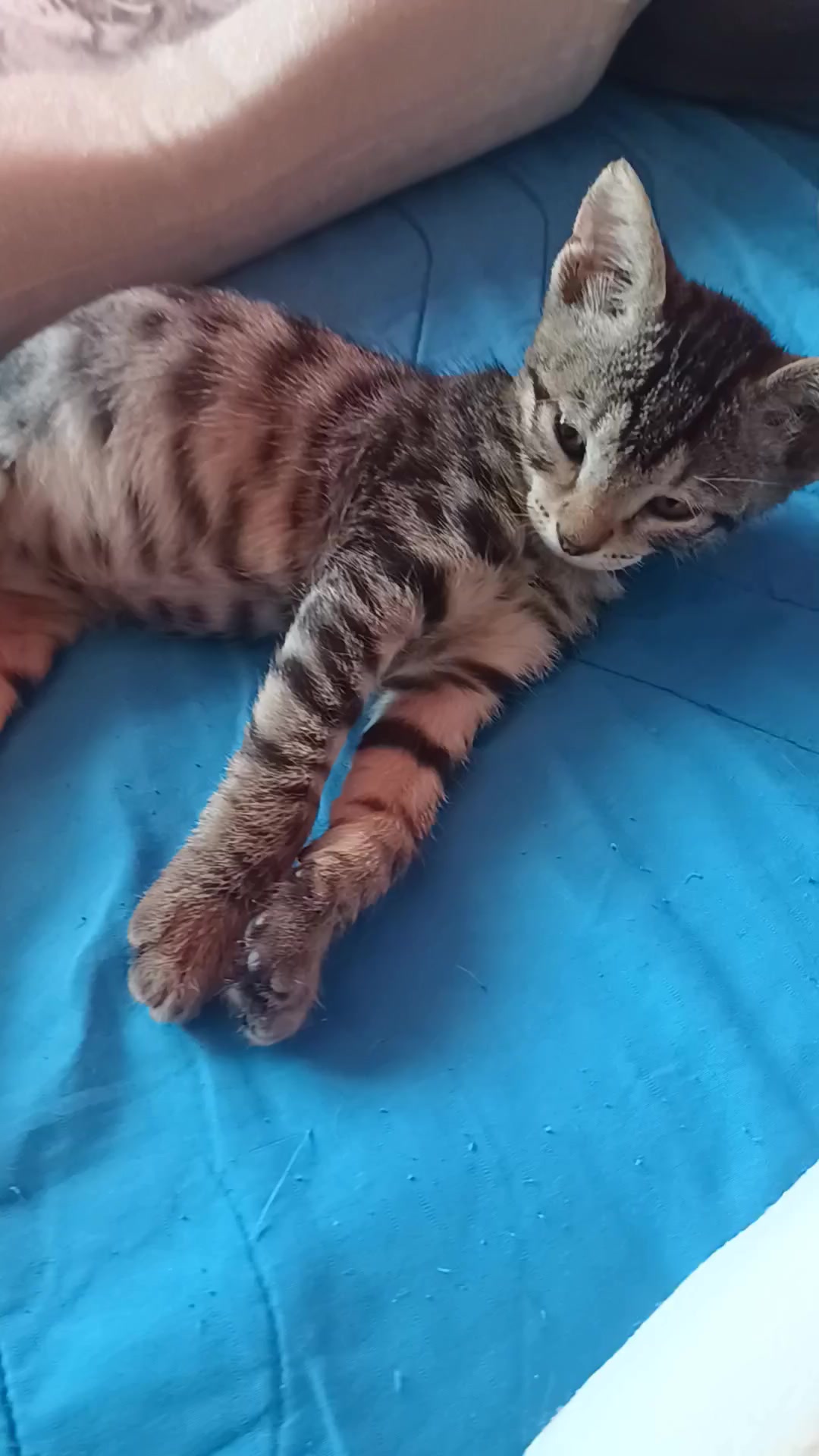 @cats&dogs)