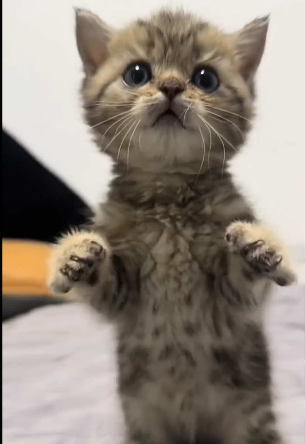 @kloutkittens