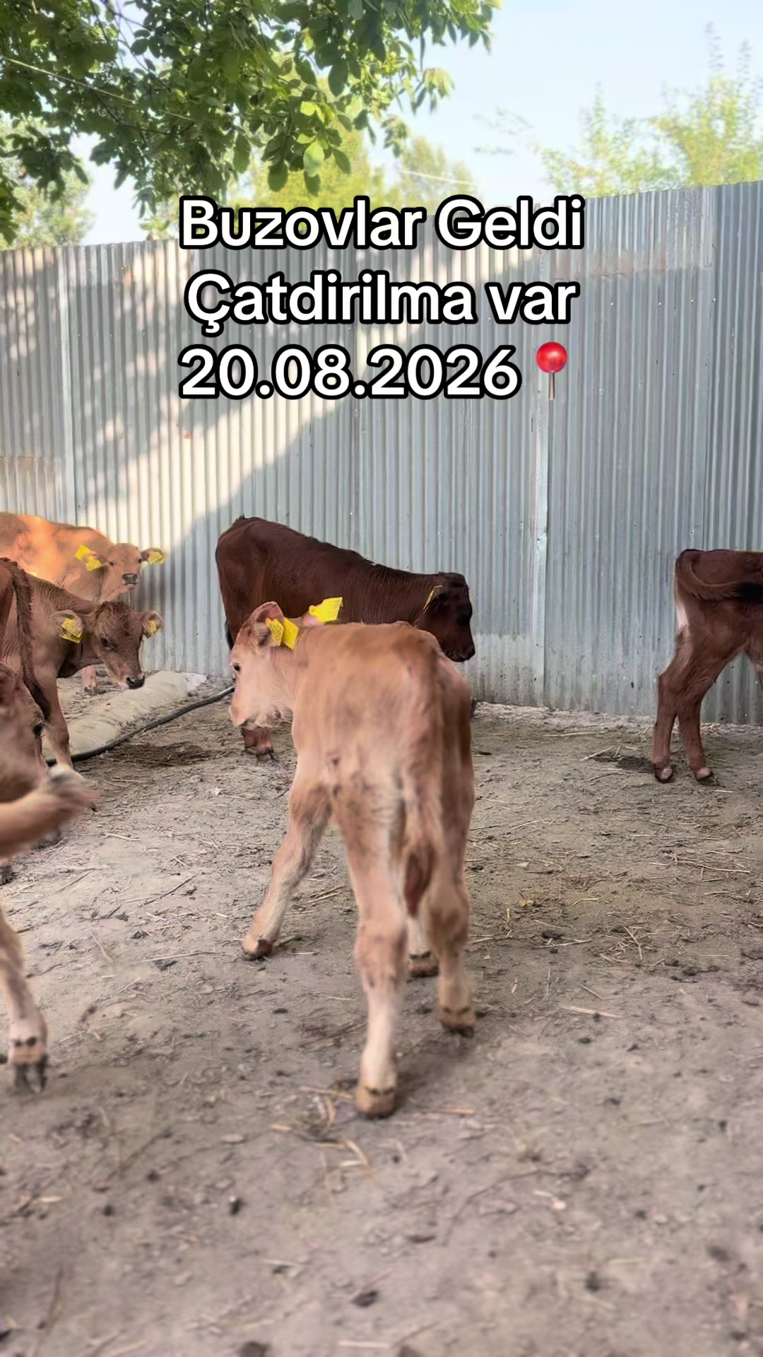 @051.663.50-81