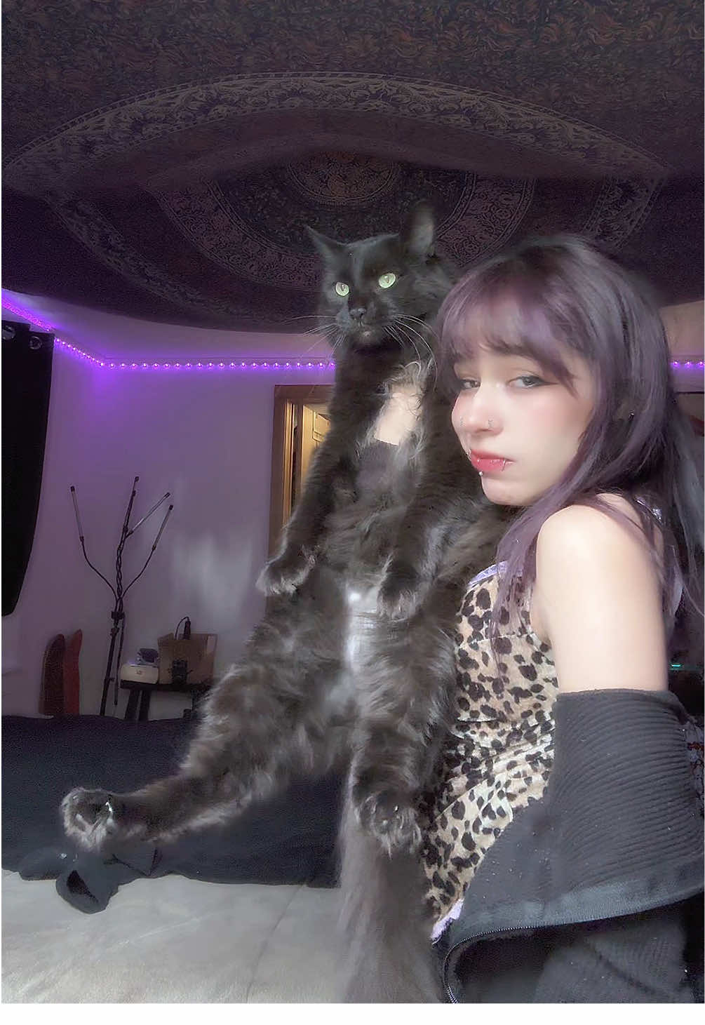 @⋆˙⟡✮ 𝑻𝒊𝒈𝒆𝒓 ✮⟡˙⋆