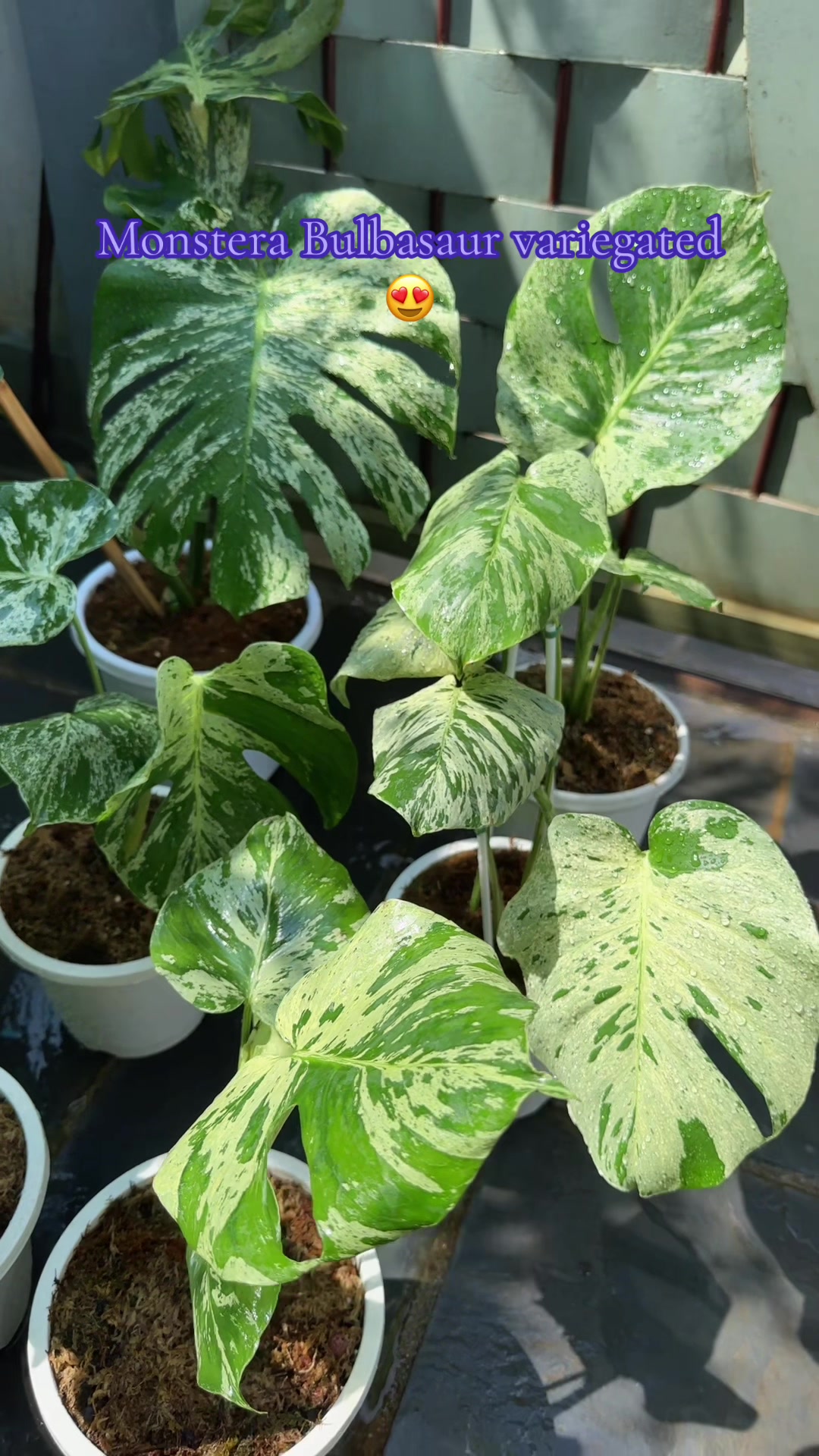 @Plantlife50