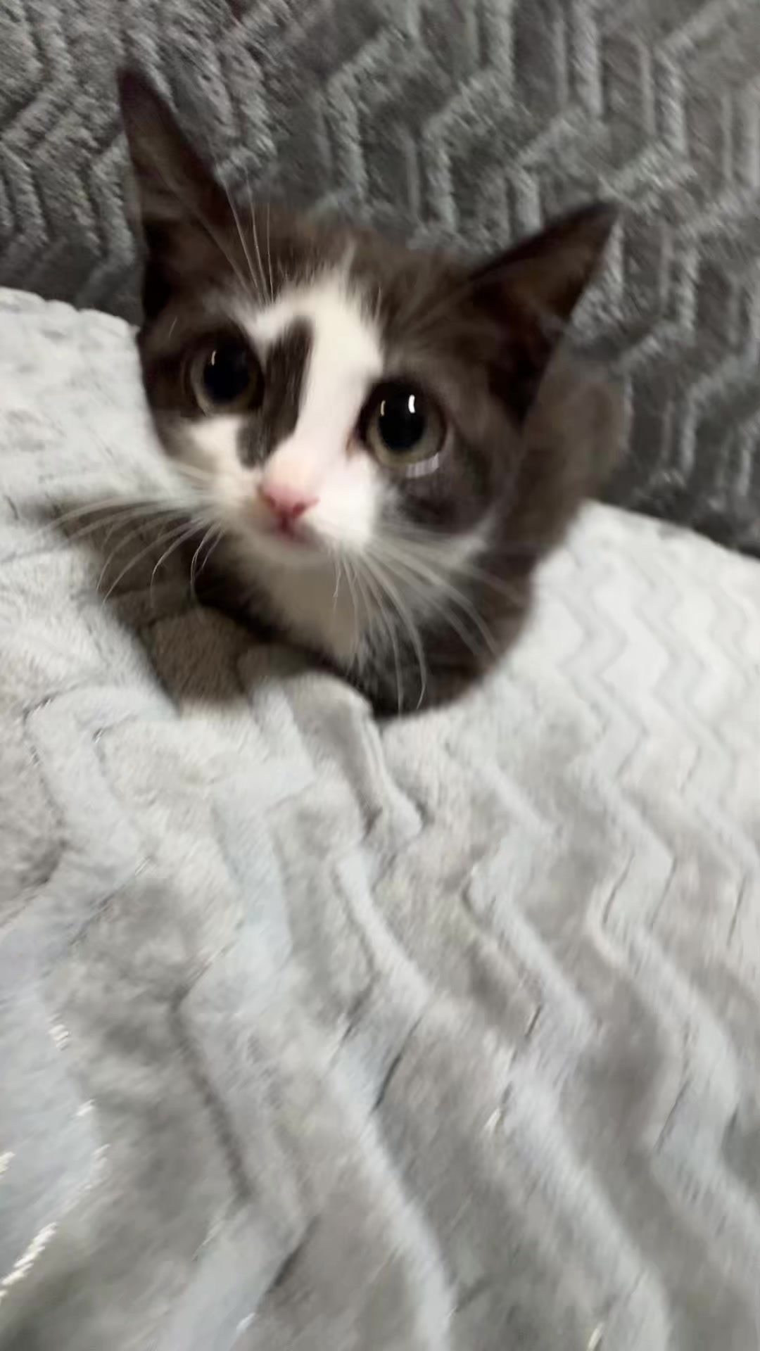 @Lilo the kitty