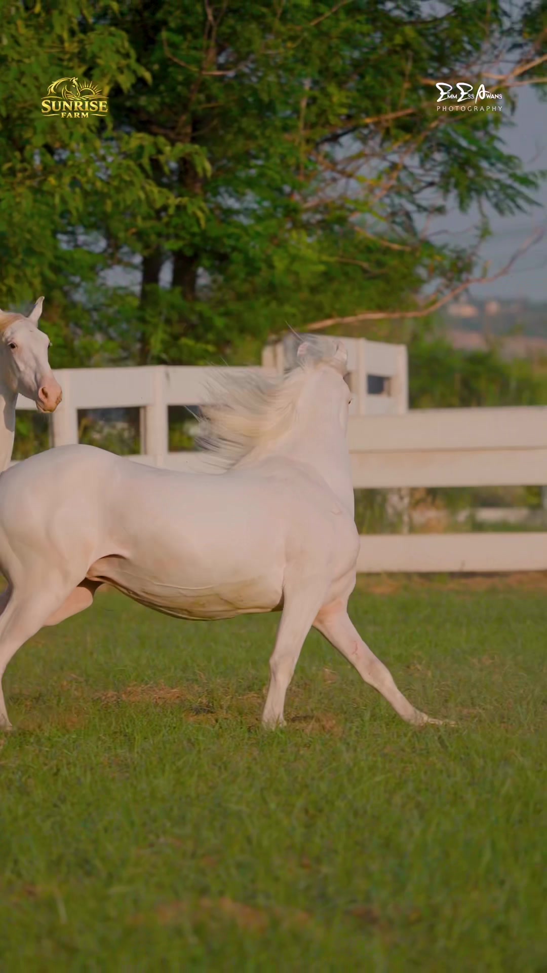 @SUNRISE STUD FARMS RAWALPINDI