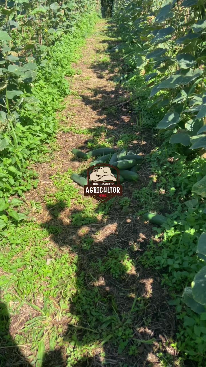 @🧑&zwj;🌾🤎🌱PAPA XEU🧑&zwj;🌾🤎🌱 C-4