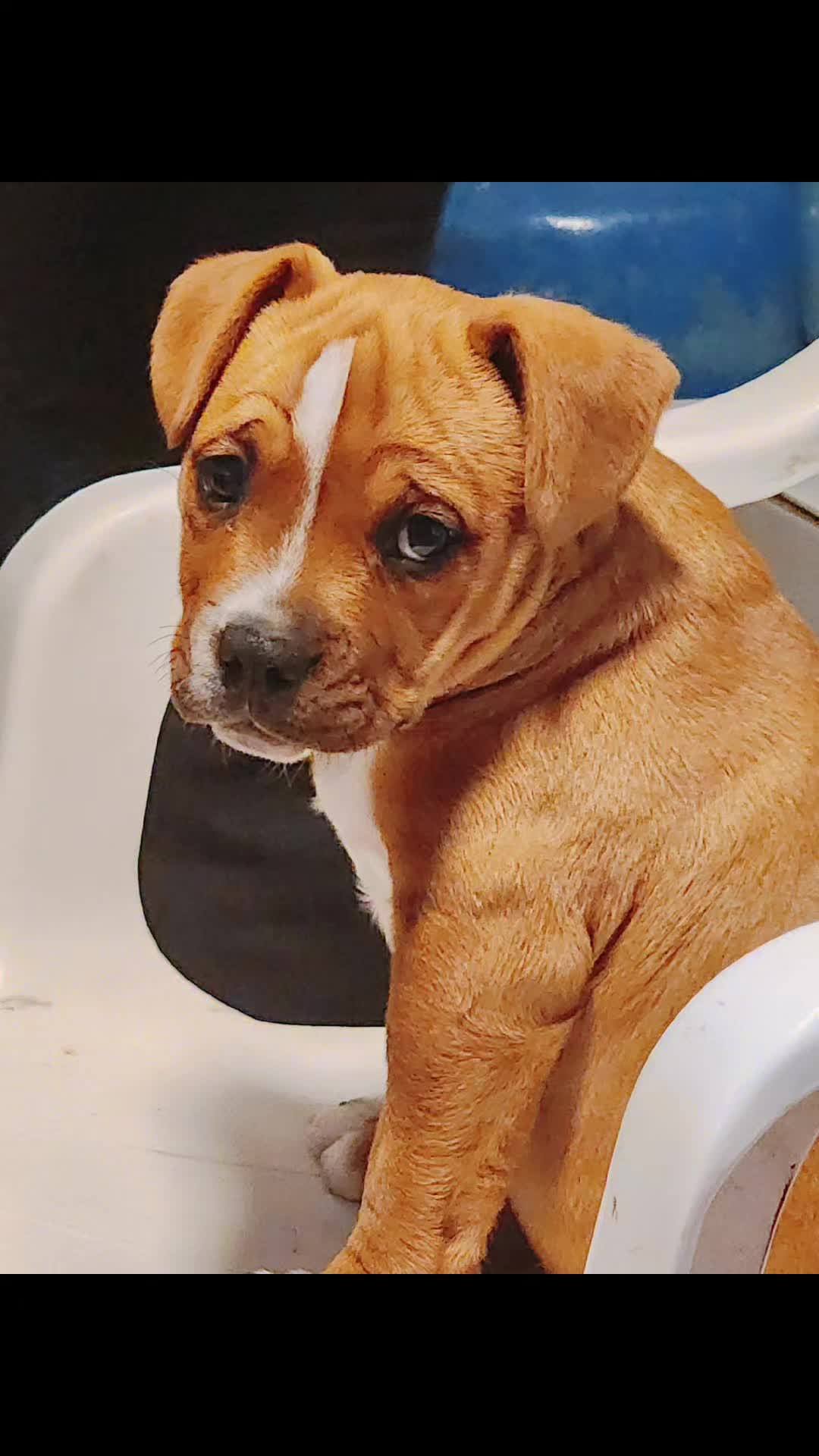 @Kratos kennel