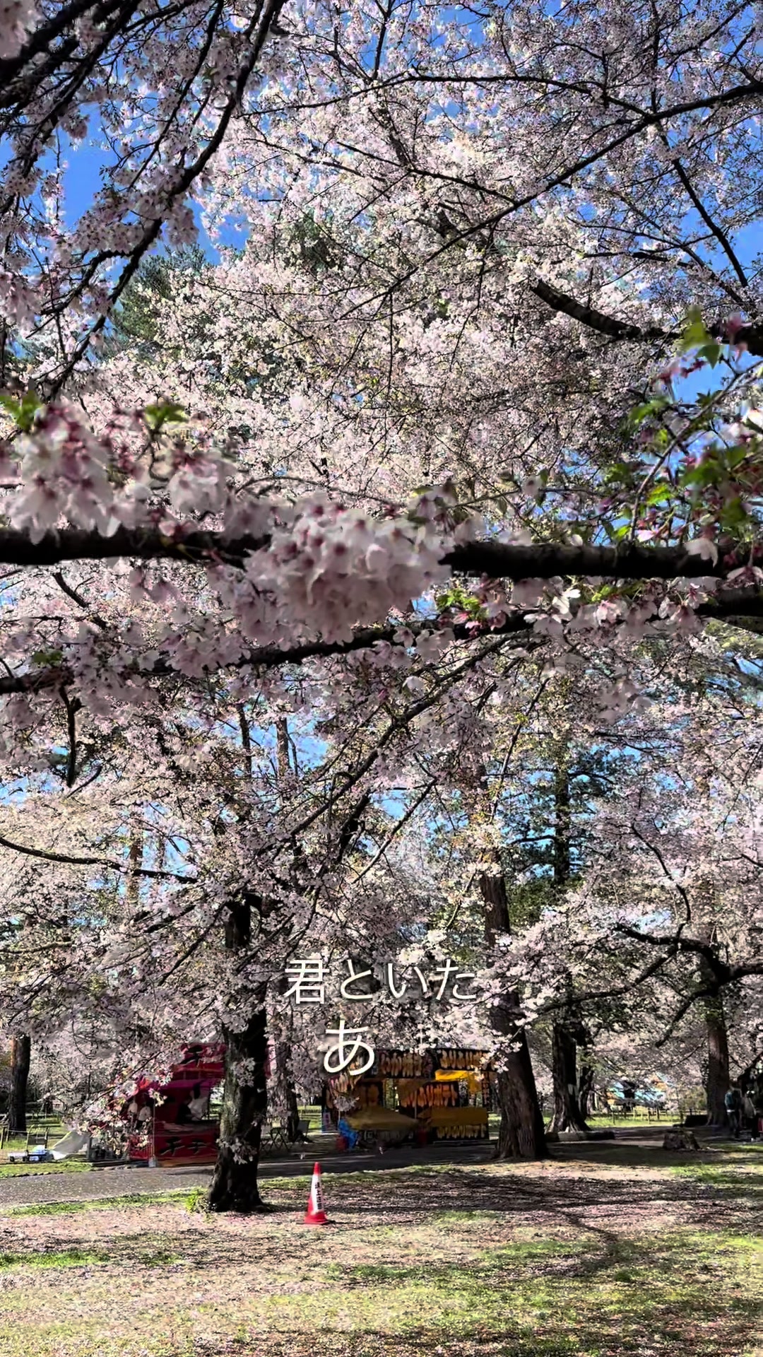 @ウィスシバタ