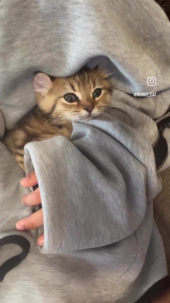 @のりおのTikTok