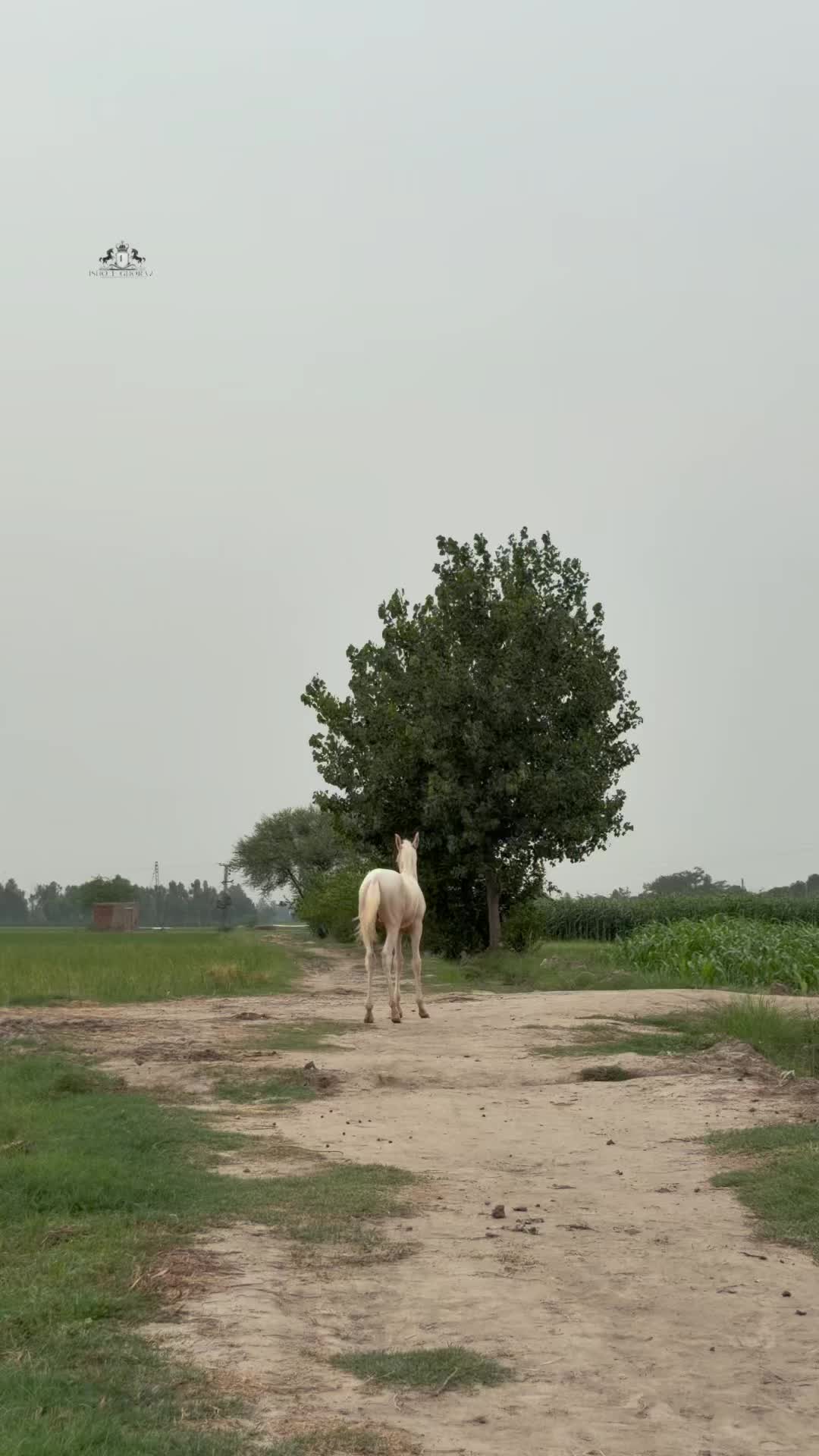 @Ishq_e_ghora 🐎