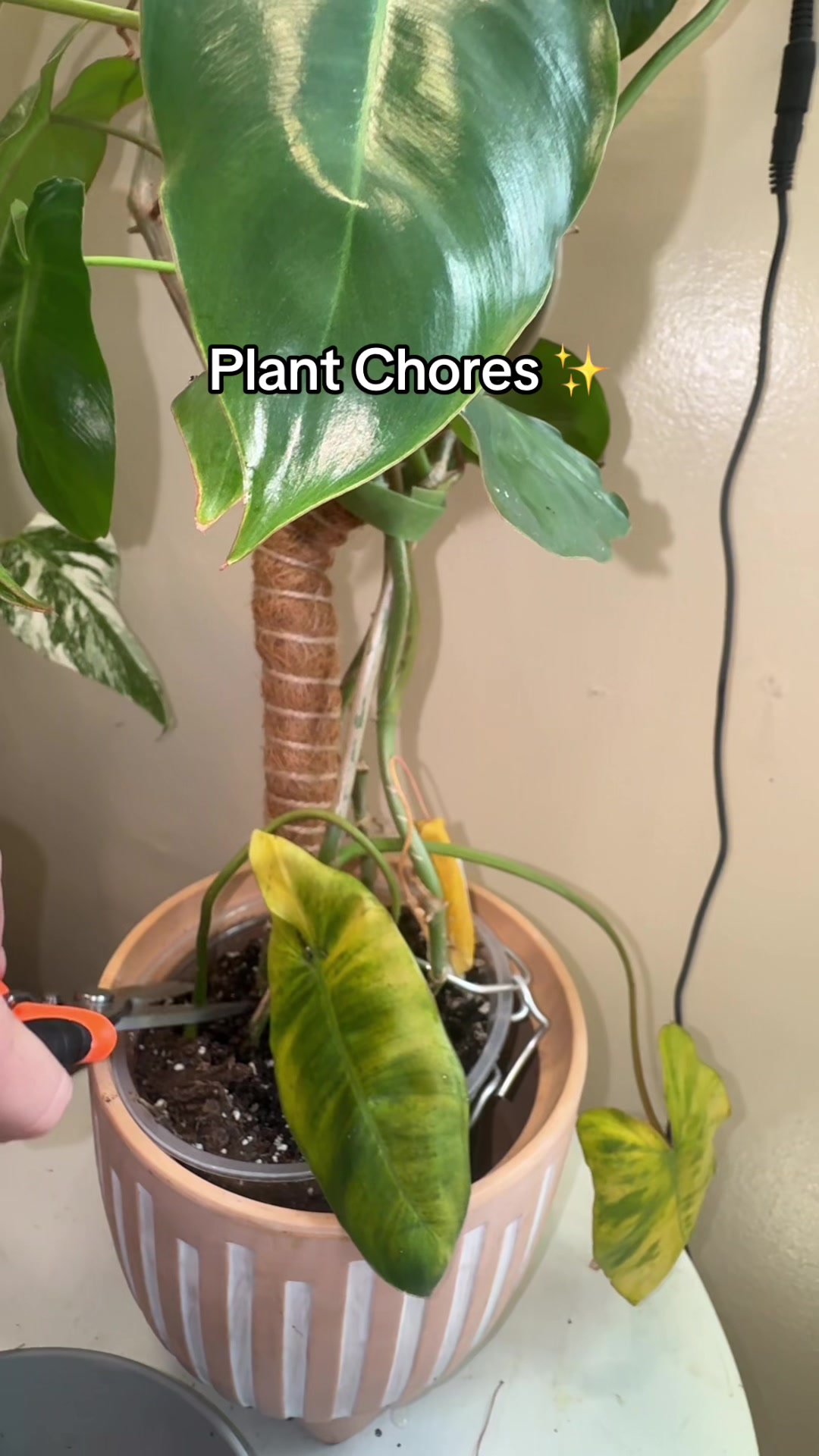 @Pretty Plants Nashville