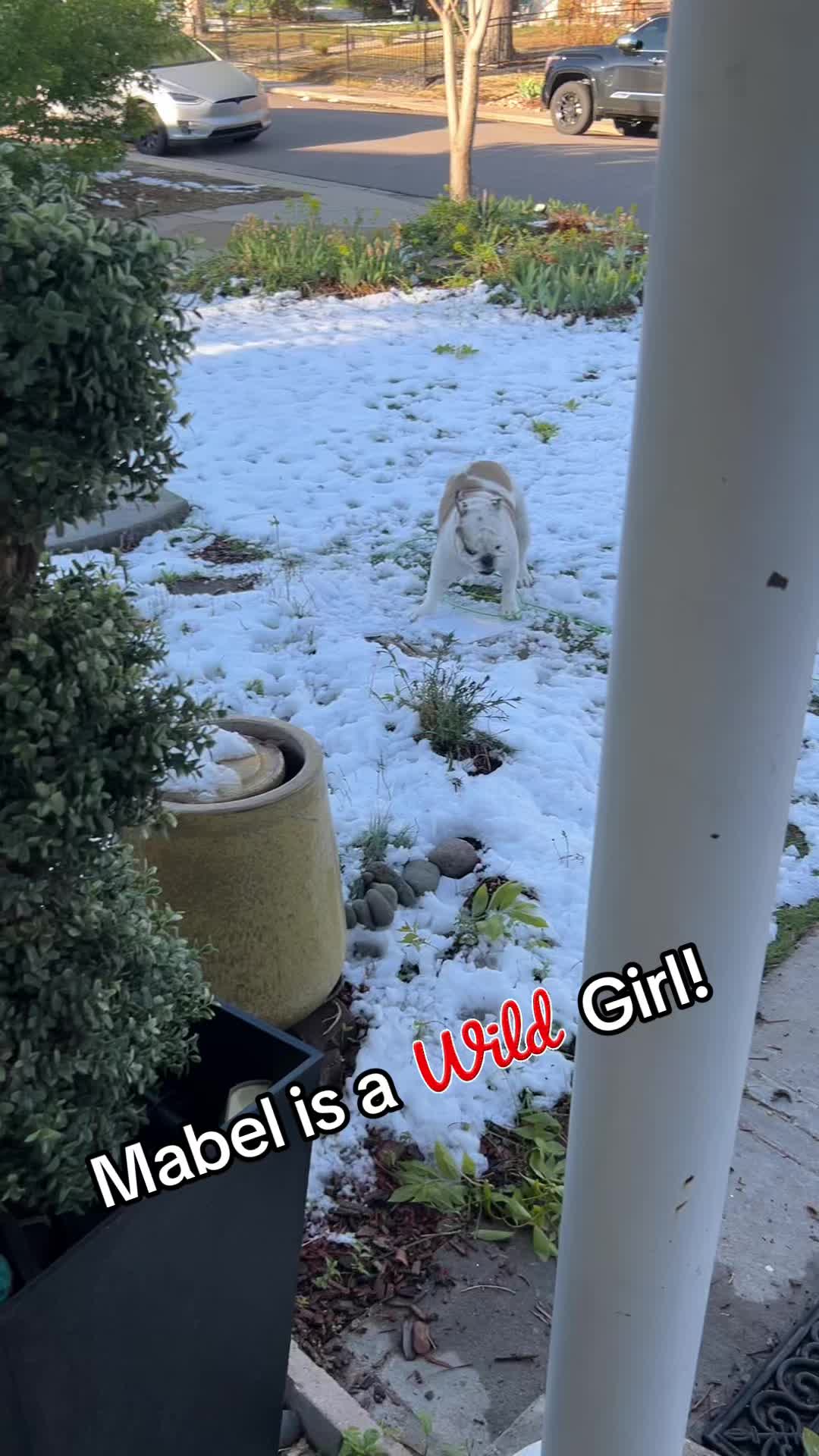 @MabeltheBulldog