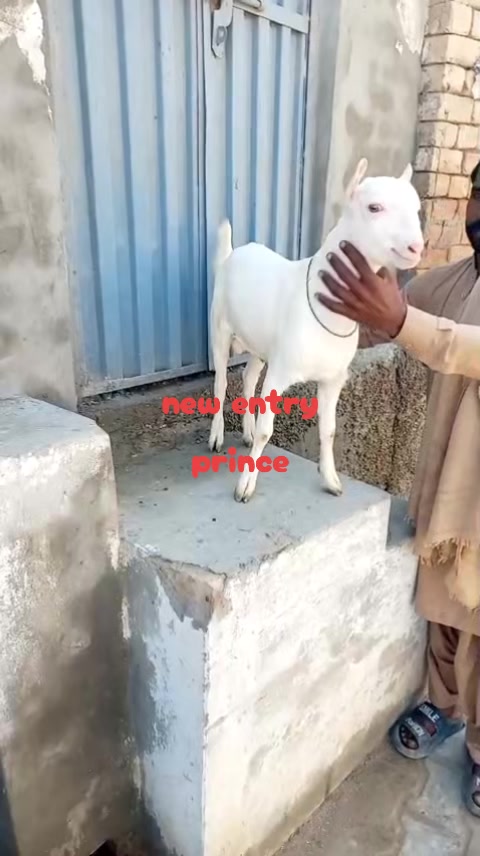 @Asif salad wala
