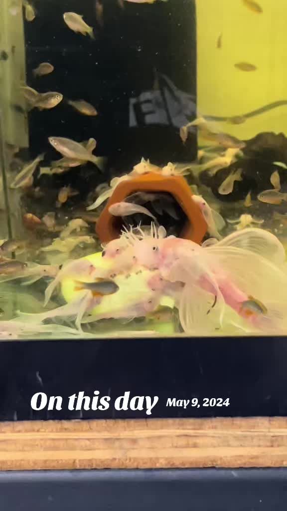 @MG Aquatics LLC