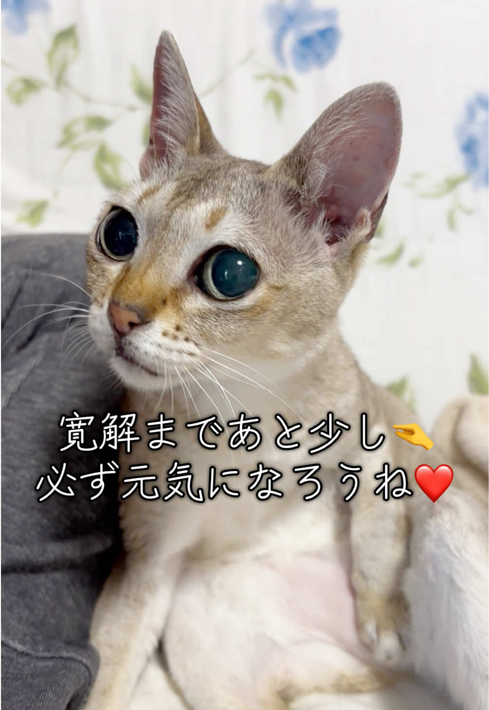 @Singapura_ran
