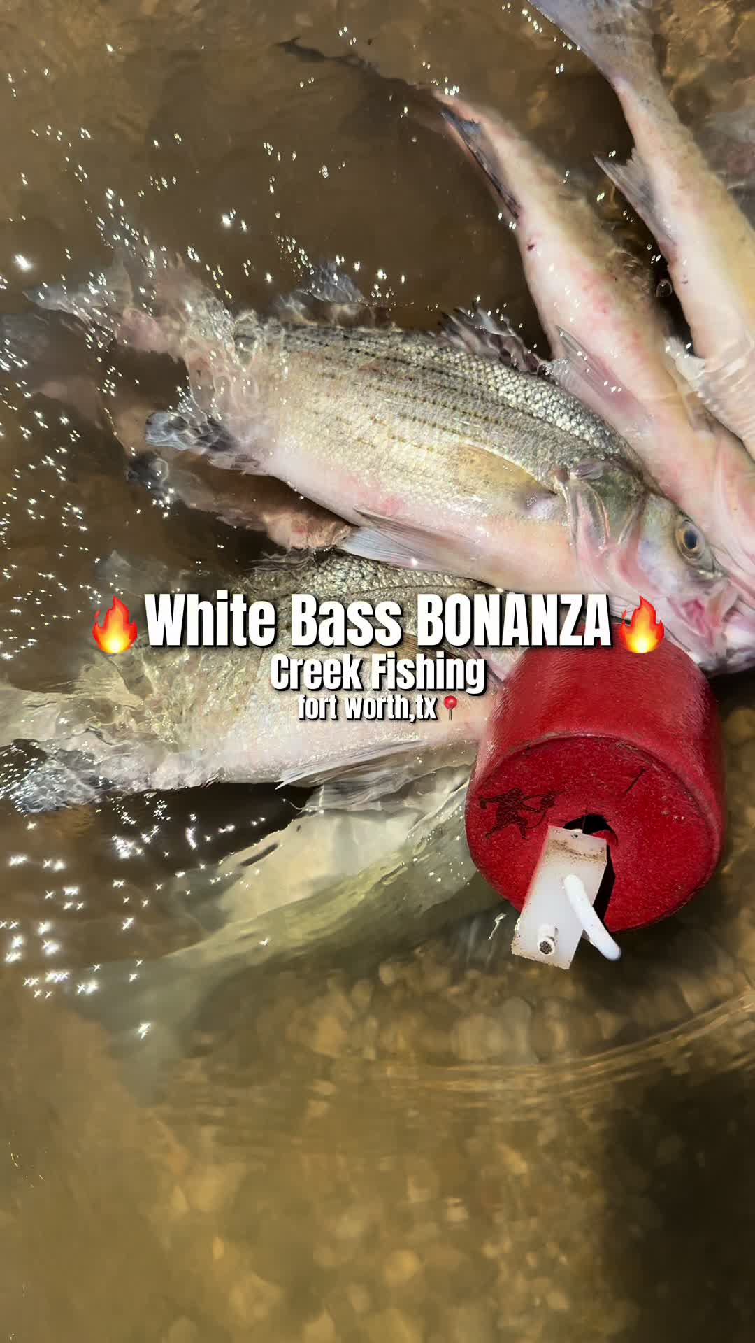@RiverRat.fwtx🎣