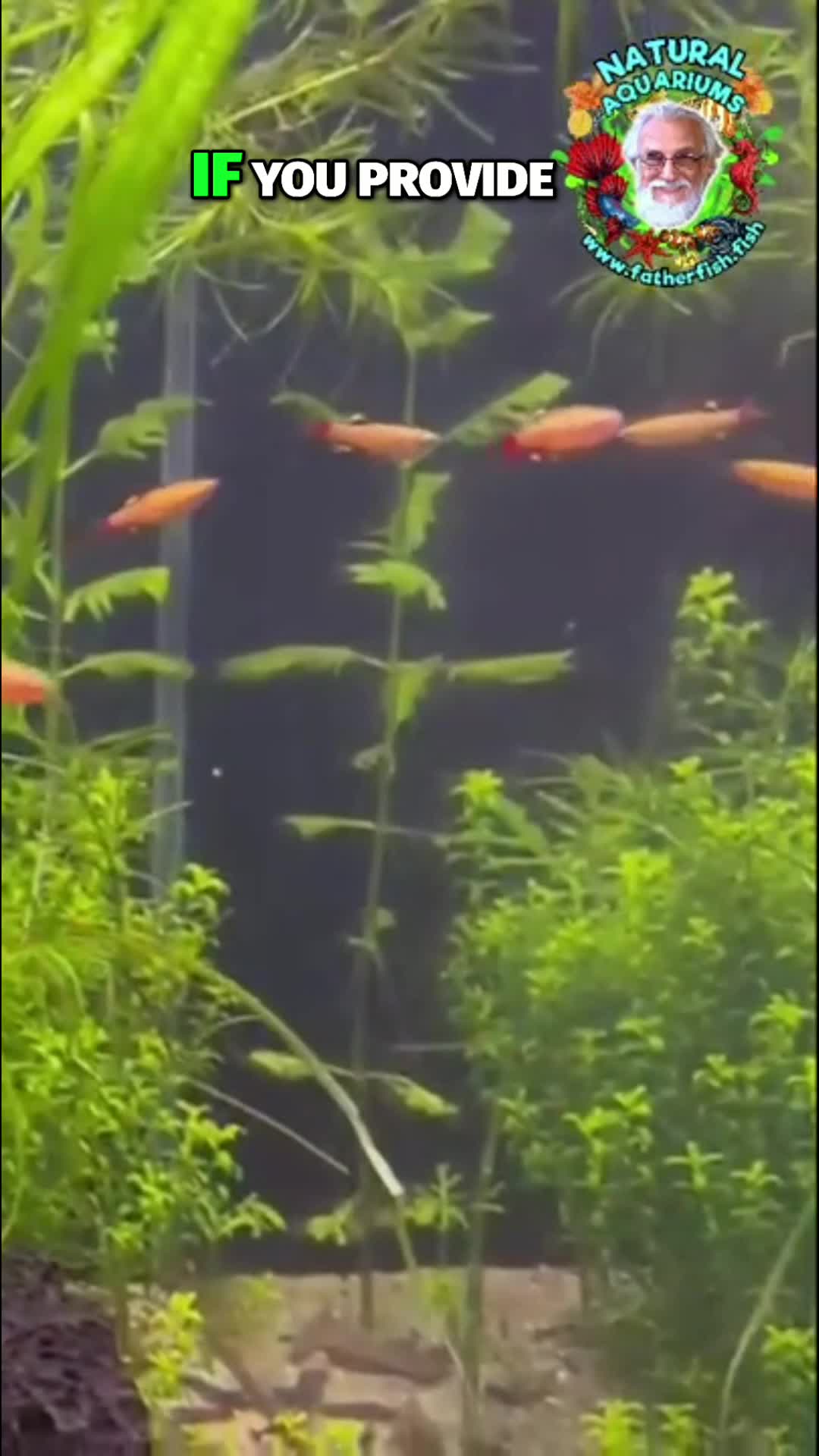 @Father Fish