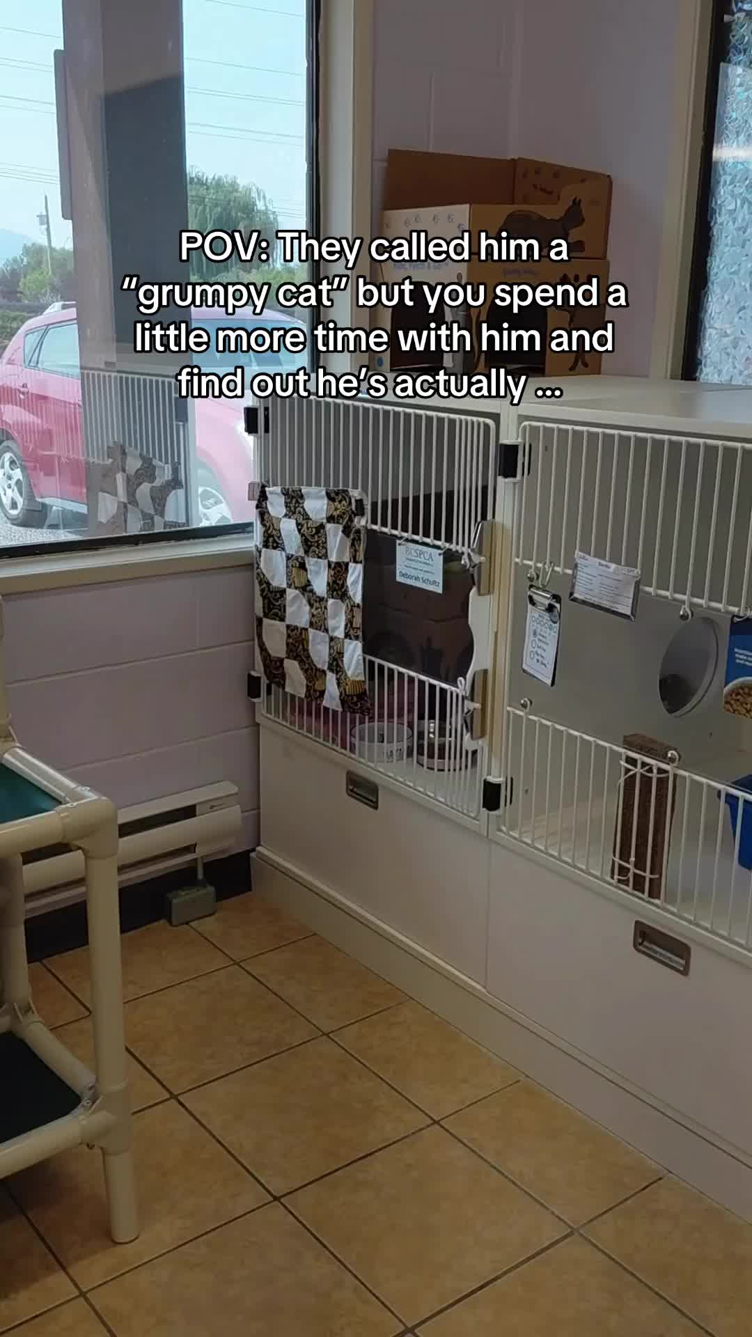 @BC SPCA