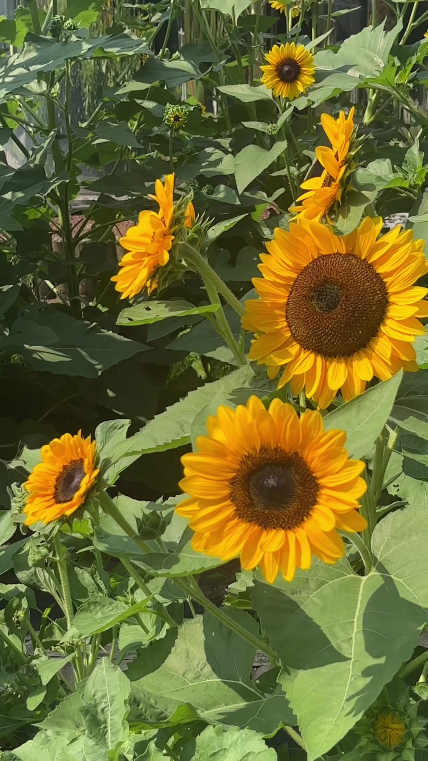 @@🌻アイリス@Airies🌻💞