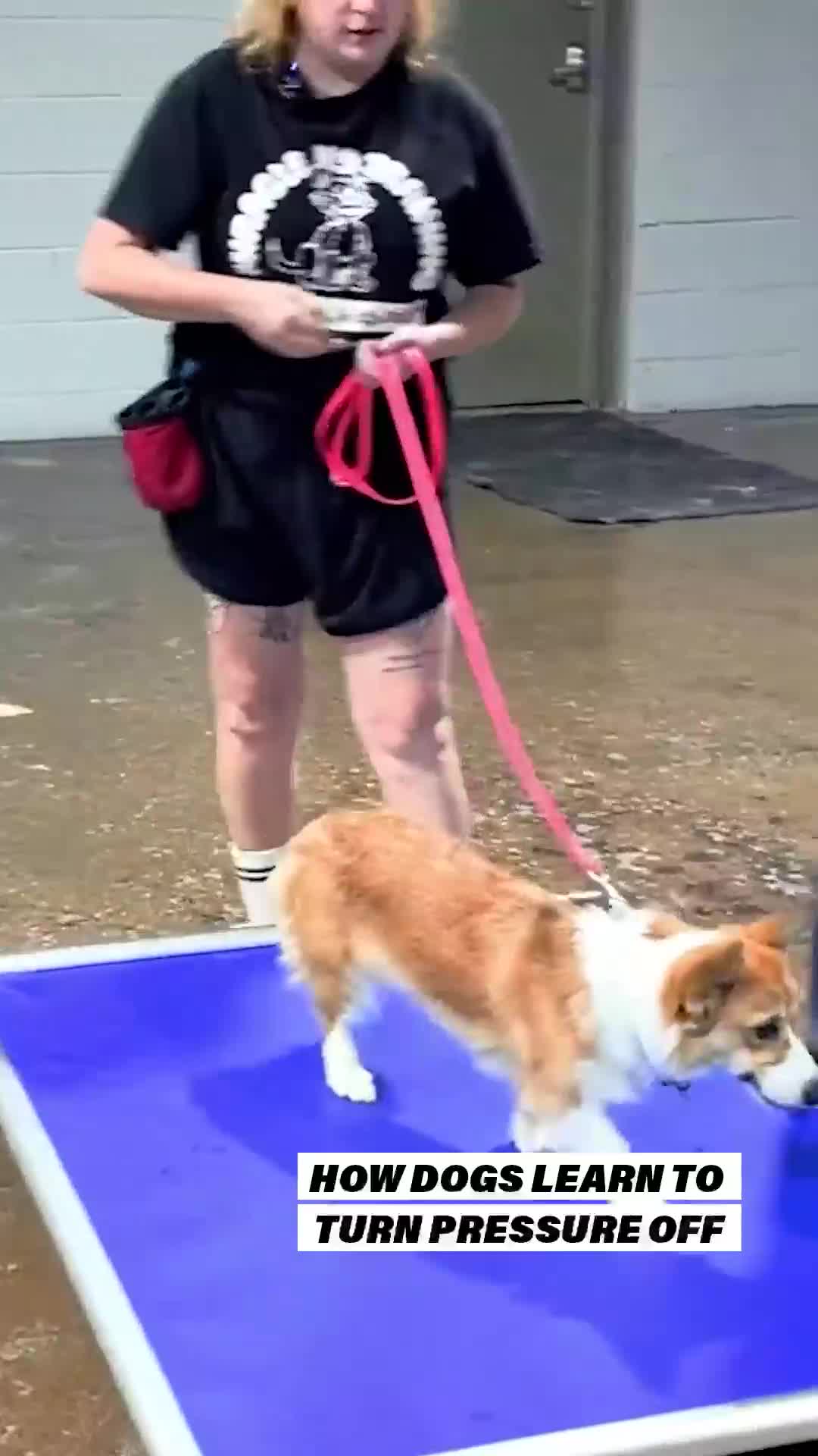 @Miracle K9 Training