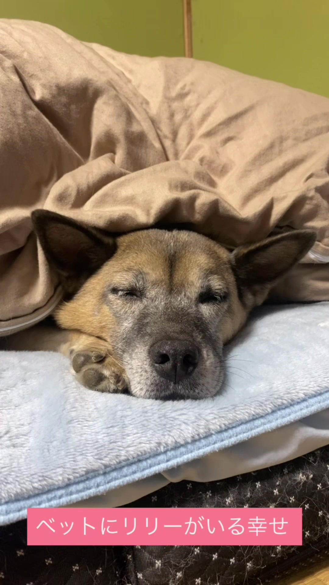 @島犬リリーのtikdog