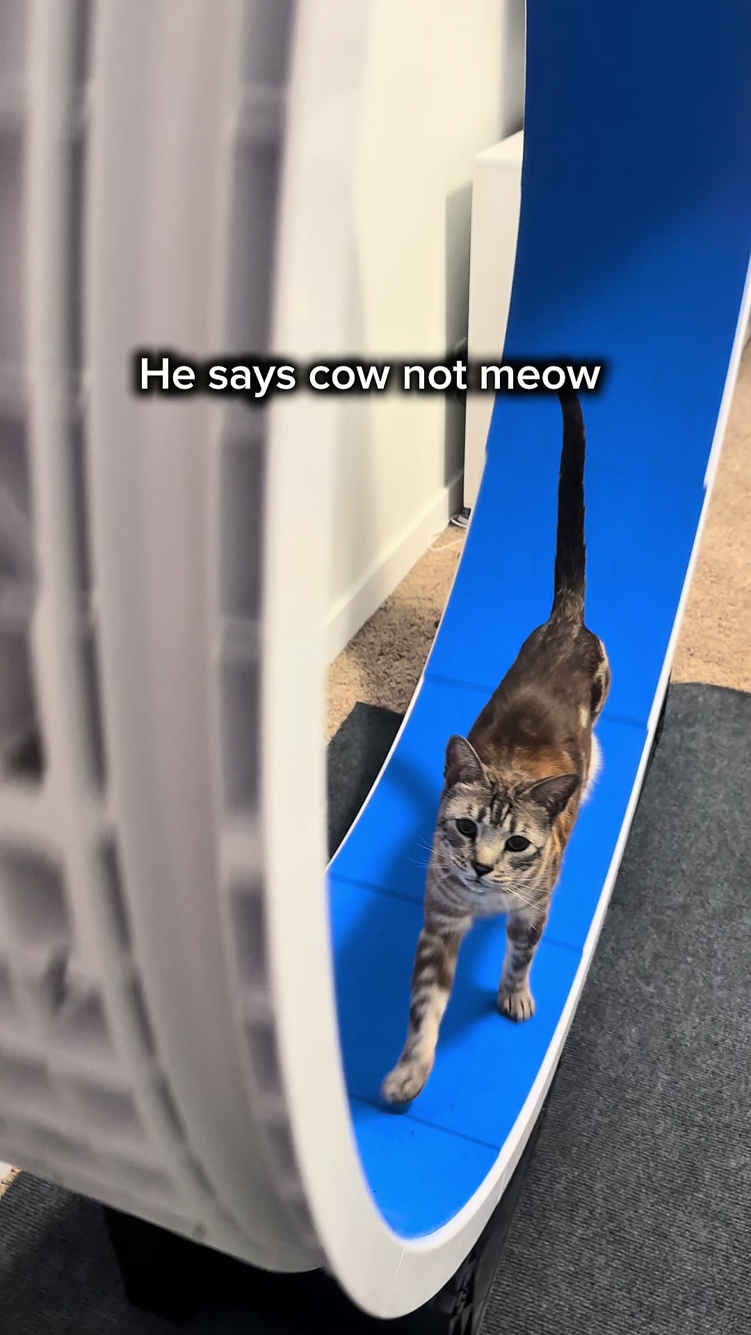 @Three Nawty Cats