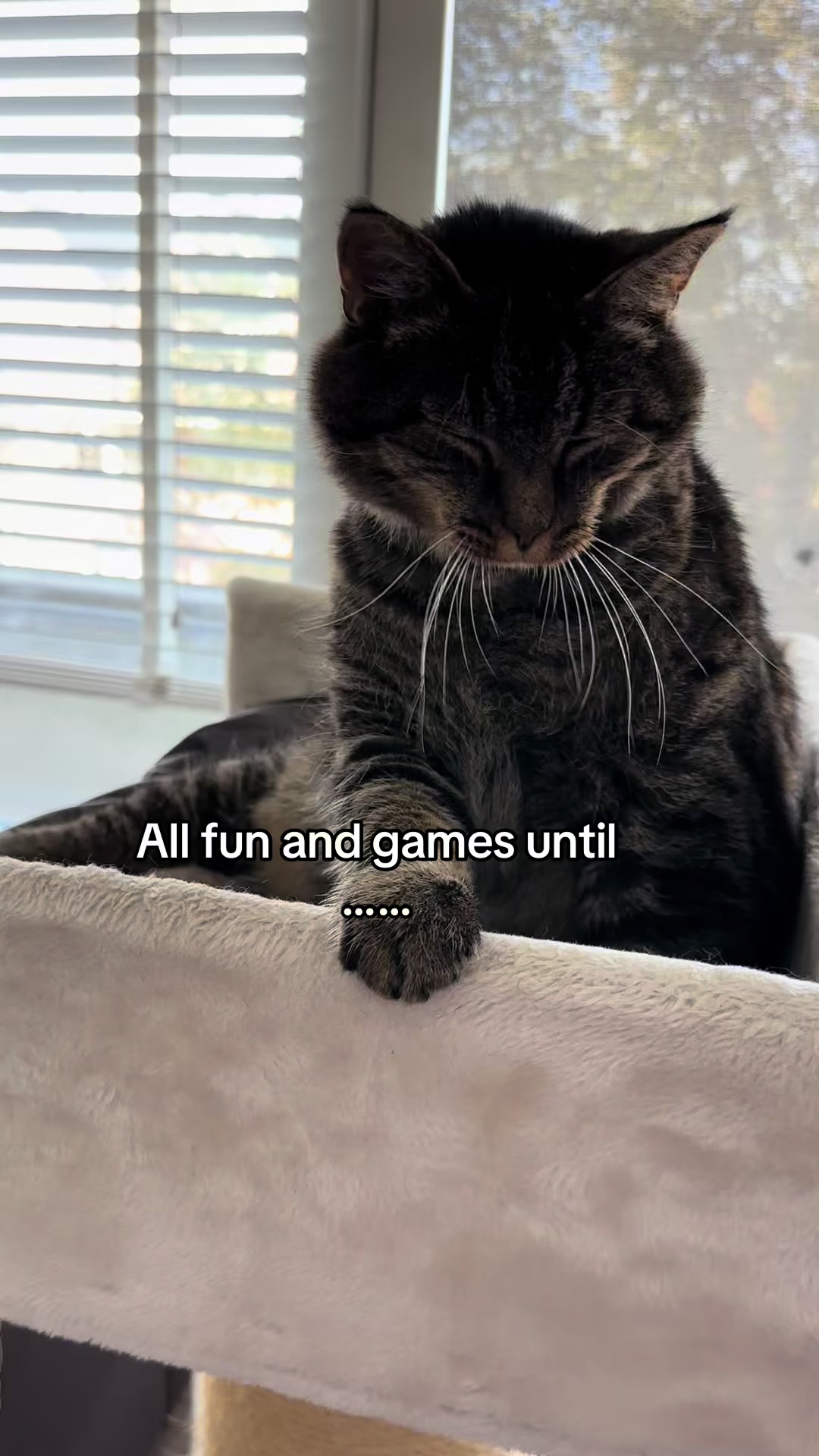 @Joep_the_ rescuecat