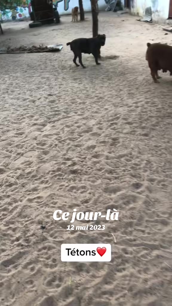 @Momoparleauxchiens🇸🇳🇩🇪
