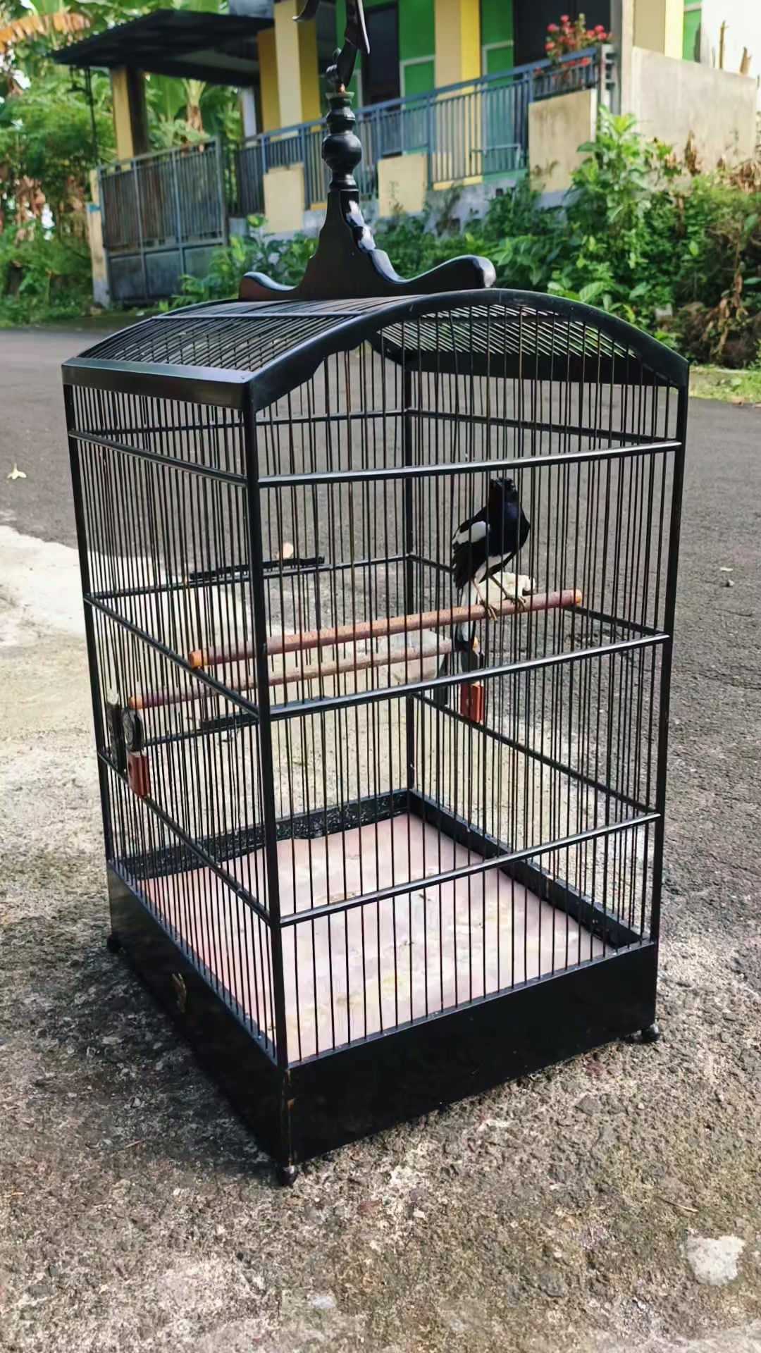 @Emperium Birds