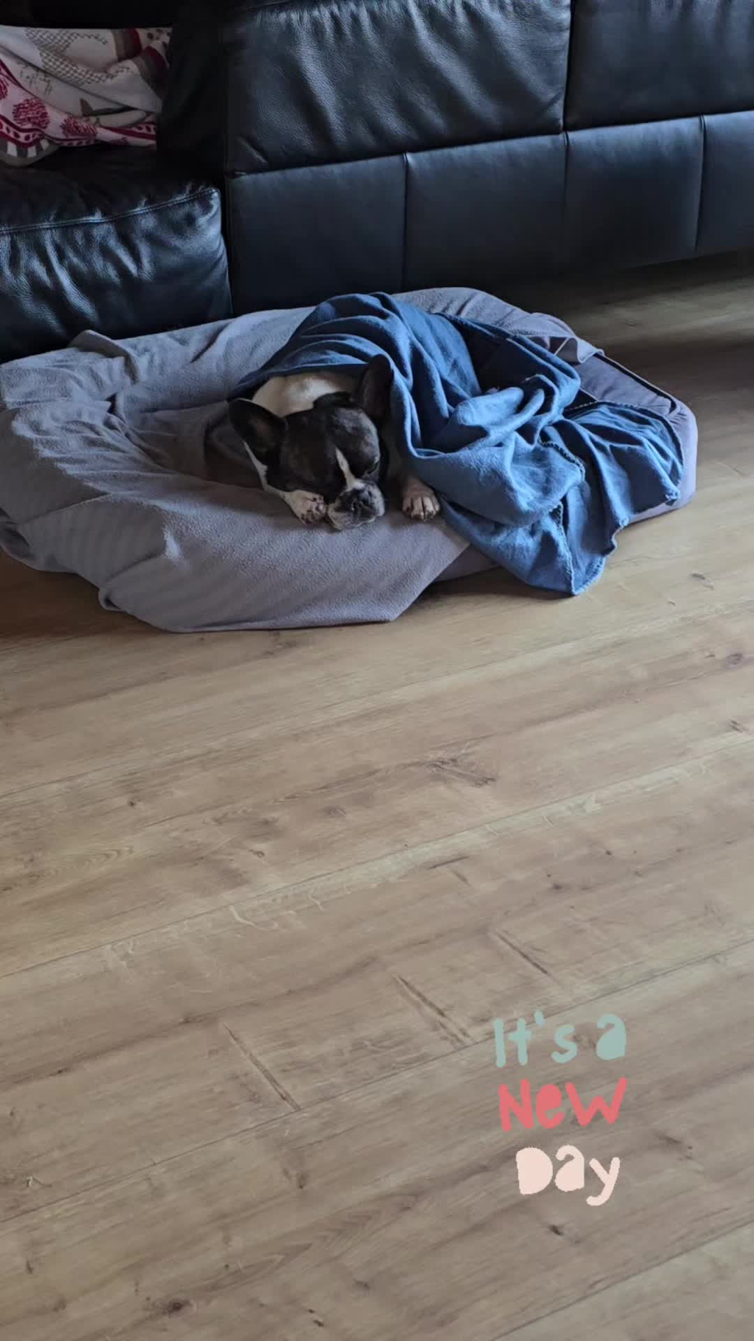 @Kylo und Samy 💙💙🐶🐕🍀🍀