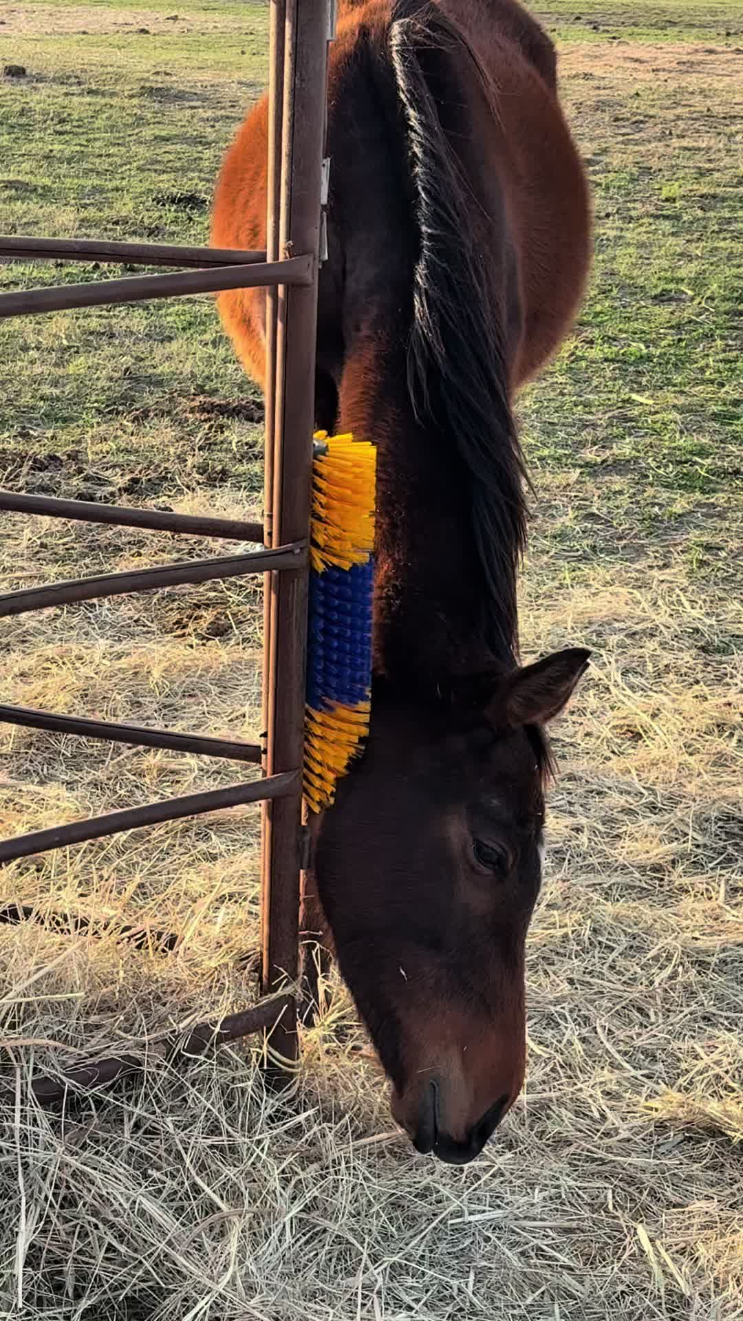 @Brewer Farms TX