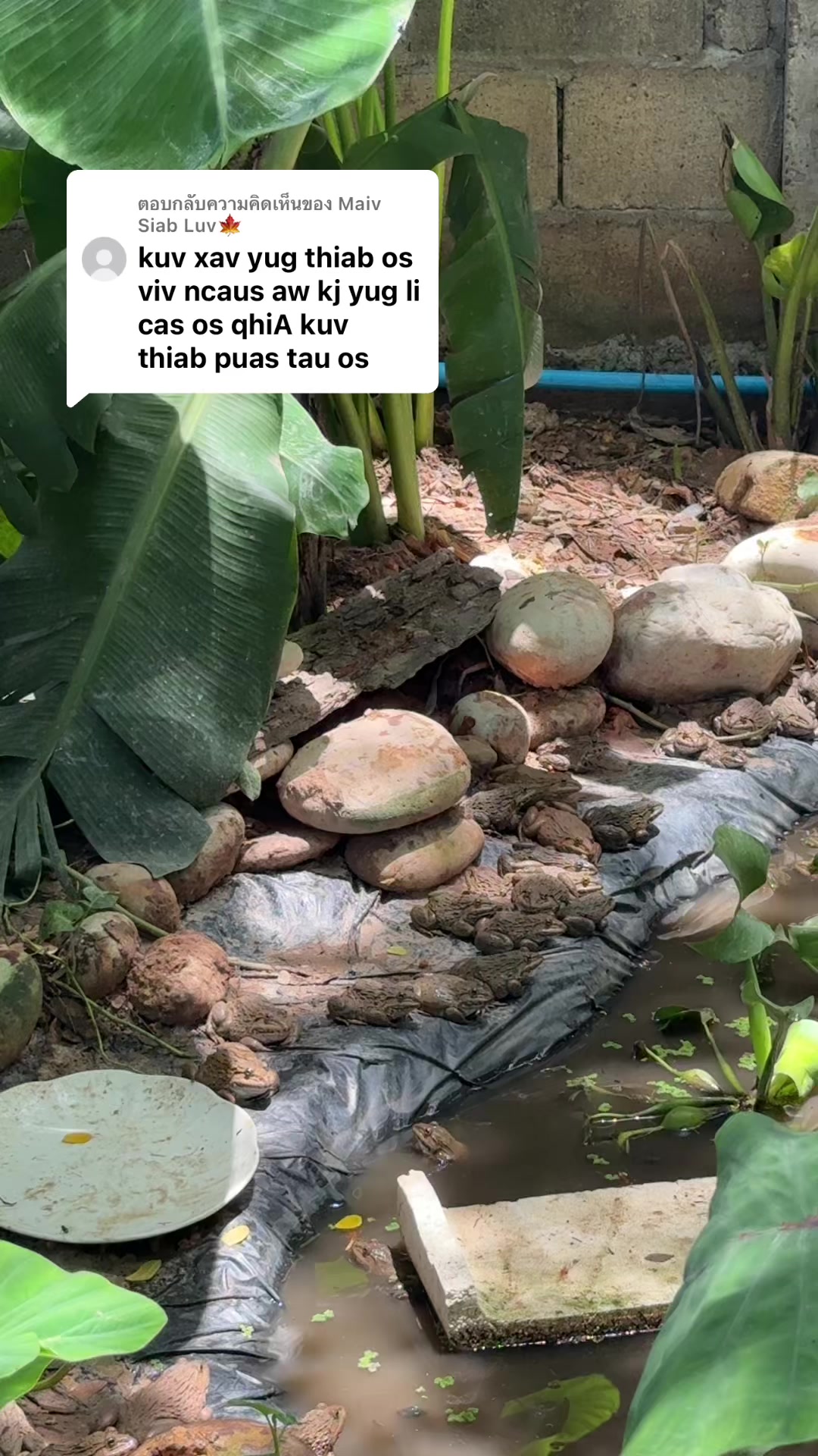 @Asnas Yang Hang