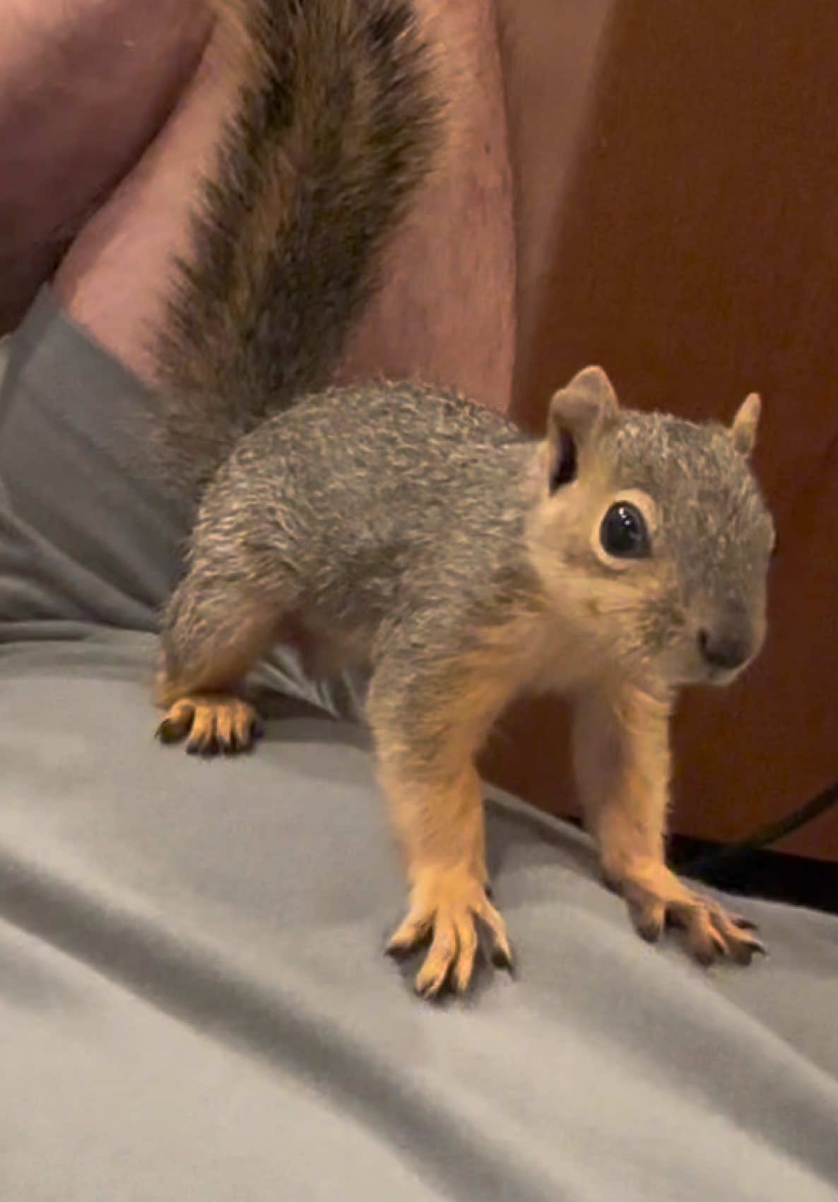@Squirrel Guy